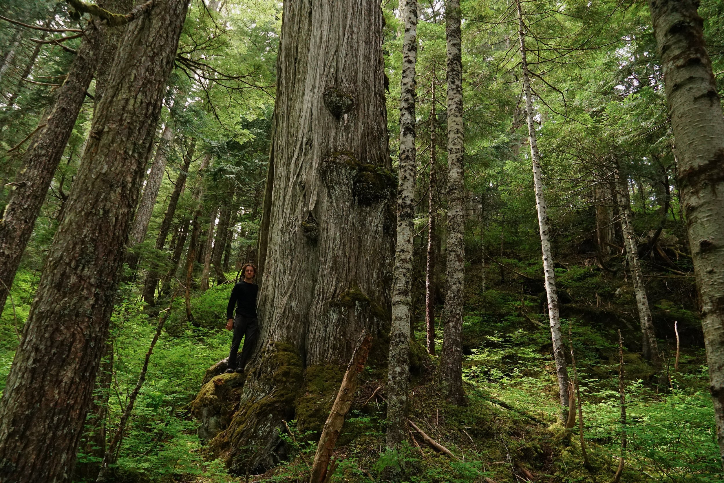 FORESTフォレスト Deep Forest - Element Photo Pack by Peter Lik